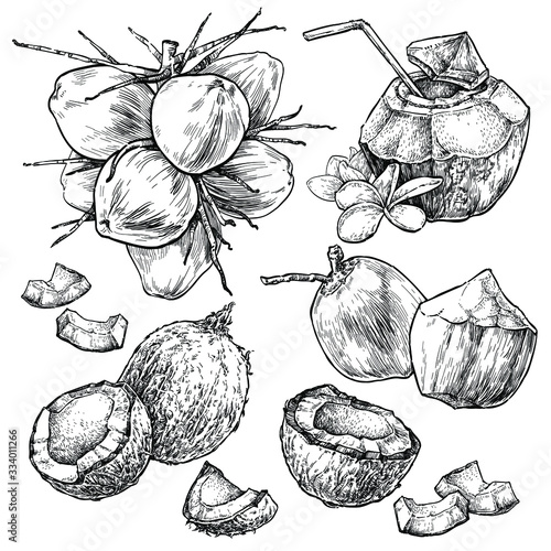 Coconut hand draw vector set. Fresh and juicy. Doodle healthy food illustration in retro style