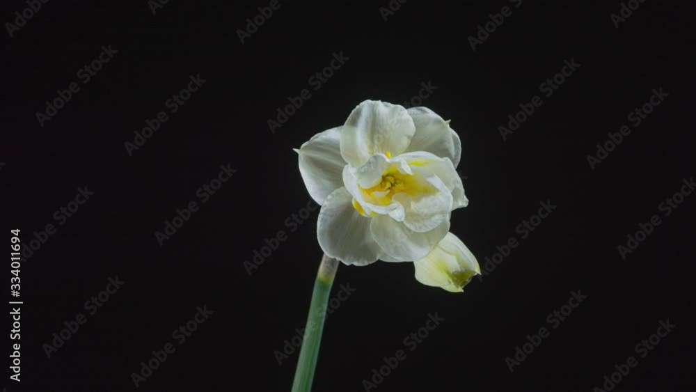 timelapse of daffodils open up their blossoms timelapse of daffodils open up their blossoms