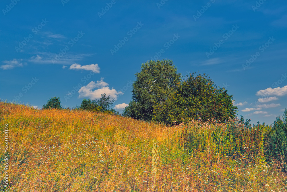 Naklejka premium Summer landscape. Meadow with blooming herbs on a background of forest and cloudy blue sky.