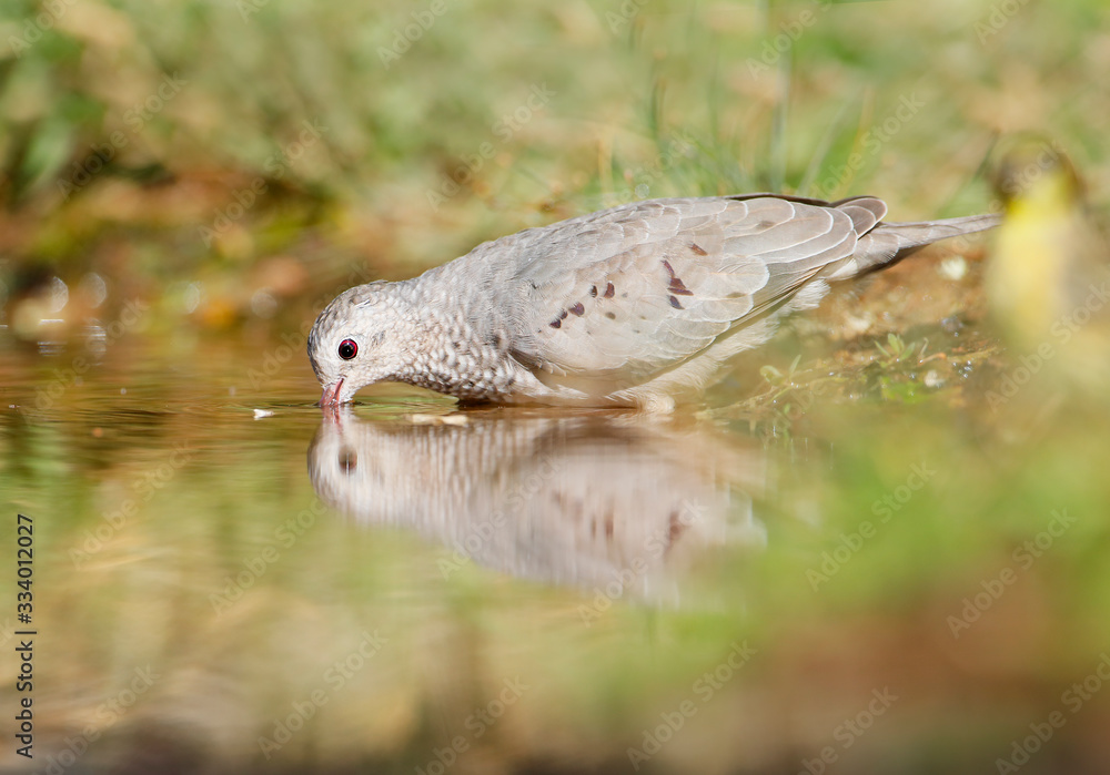 Common ground dove (Columbina passerina) drinking water, Texas, USA Common ground dove (Columbina passerina) drinking water, Texas, USA