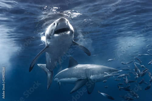 Two Great White Sharks  © Richard