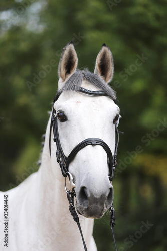Head of a beautiful thoroughbred mare