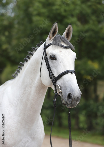 Head of a beautiful thoroughbred mare © acceptfoto