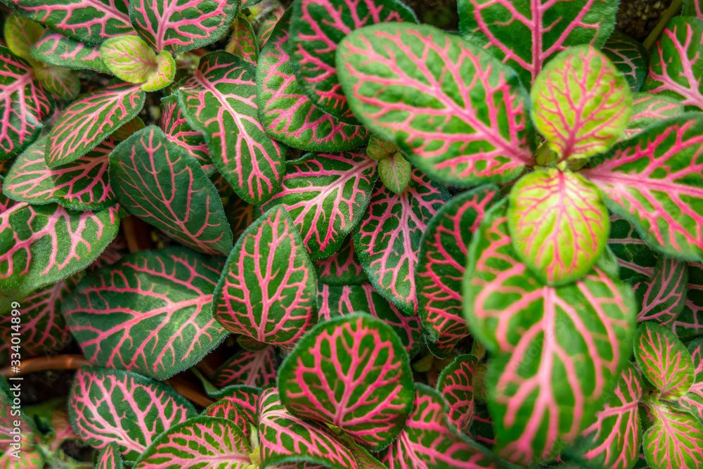 Fototapeta premium nerve plant closeup