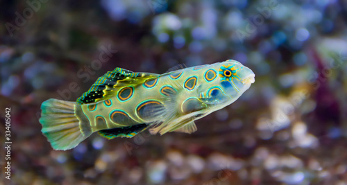 Picturesque Dragonet photo