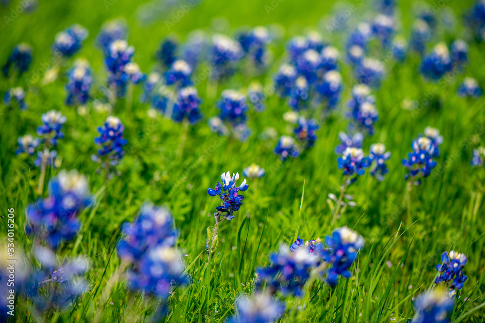 Texas blue bonnets in spring