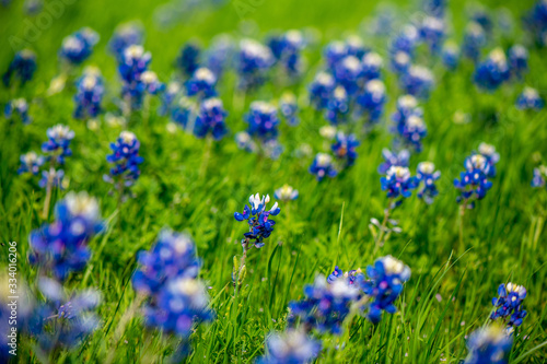 Texas blue bonnets in spring