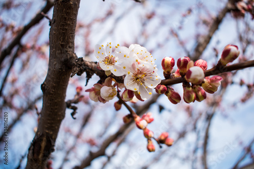 Branch of blooming apricots on a blurred background
