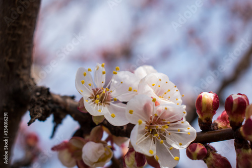 Branch of blooming apricots on a blurred background
