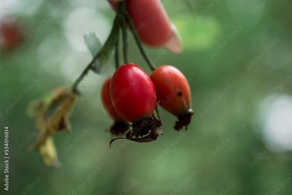 ladybug on leaf