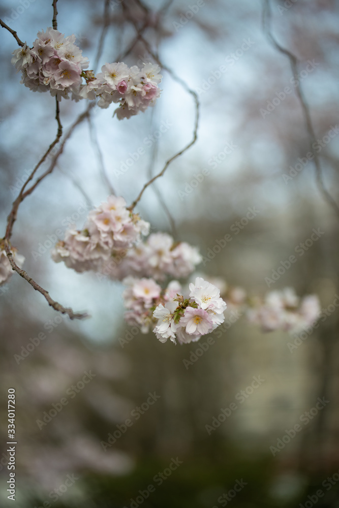 Branch of a blossoming tree with beautiful pink flowers Branch of a blossoming tree with beautiful pink flowers