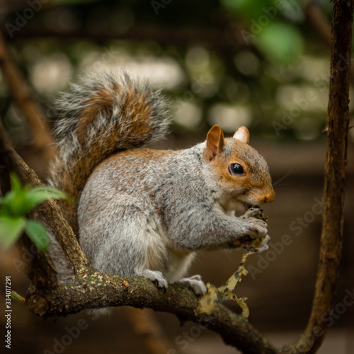 Squirrel on branch eating
