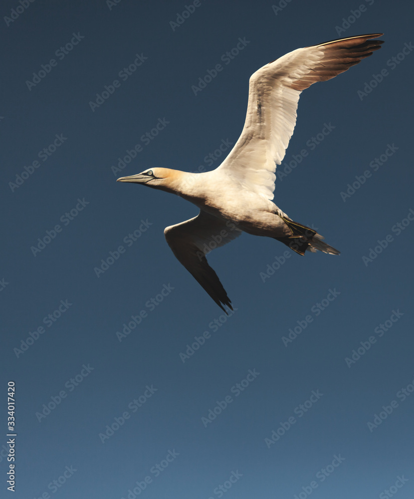 Obraz premium Atlantic Gannet Fly