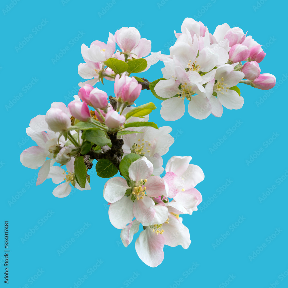Twigs of a blossoming apple tree isolated on a blue background Twigs of a blossoming apple tree isolated on a blue background