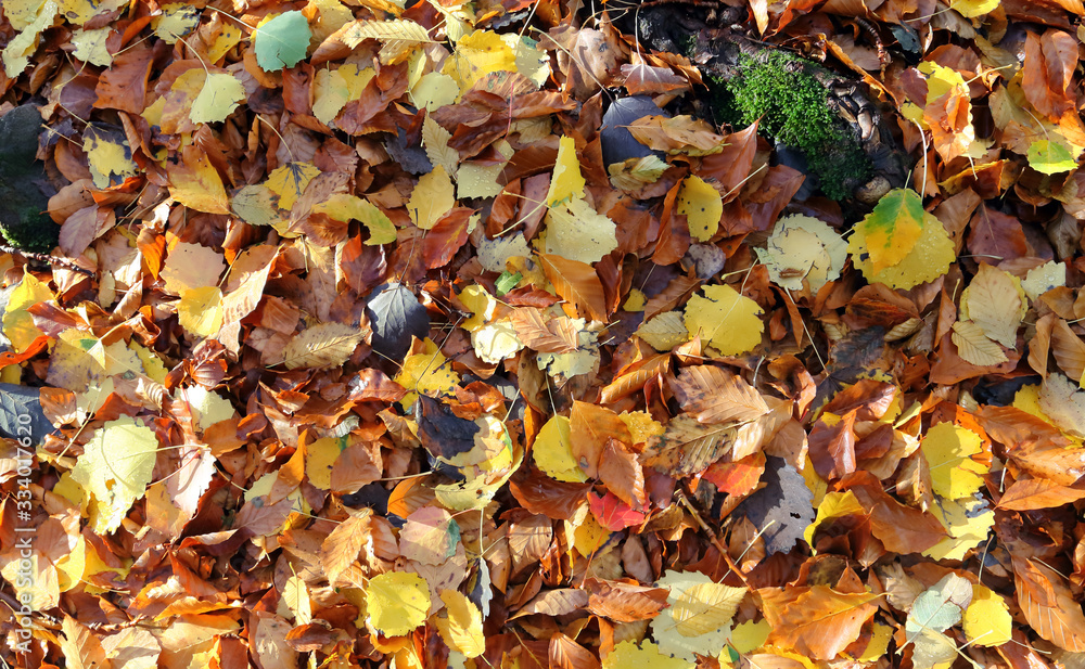 dry autumn leaves