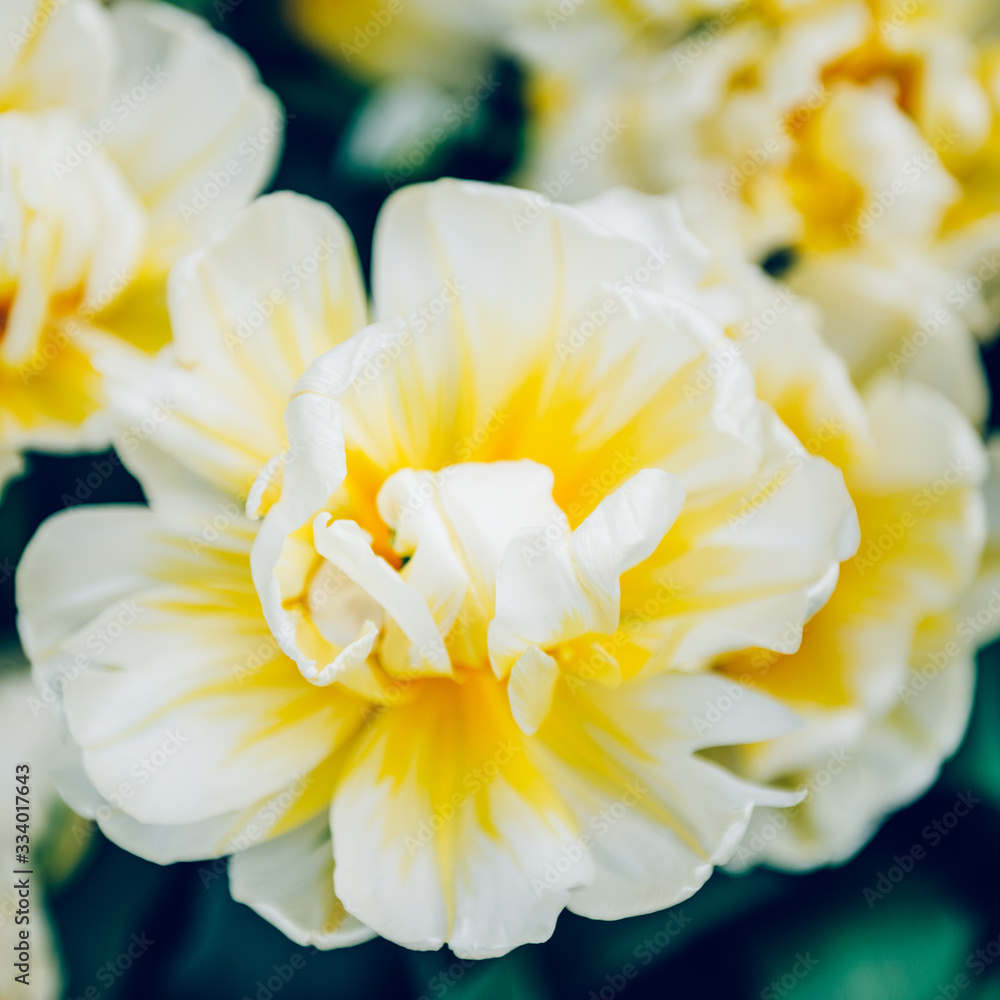 Close up of blooming flowerbeds of amazing white tulips during spring. Public flower garden, Netherlands. Dark moody photo Close up of blooming flowerbeds of amazing white tulips during spring. Public flower garden, Netherlands. Dark moody photo