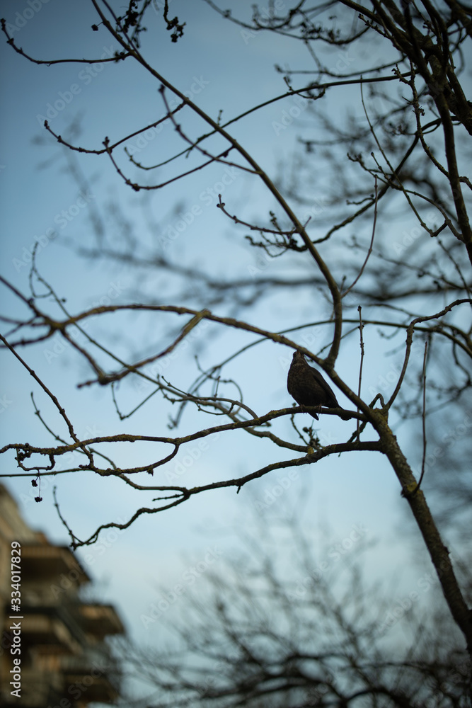 cute bird tit sitting on branch in spring cute bird tit sitting on branch in spring