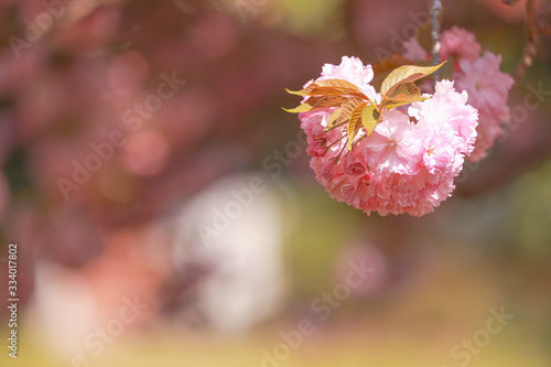 Spiringtime Blossoms photo