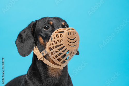 Portrait of a cute Dachshund dog, black and tan, wears a black muzzle on a blue background. Pet safety. Copy space. photo