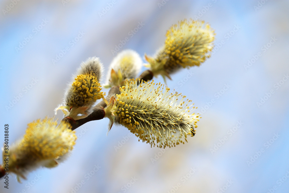 Pussy willow flowers on the branch, blooming verba in spring forest on blue sky background. Palm Sunday symbol, yellow catkins in sunny day
