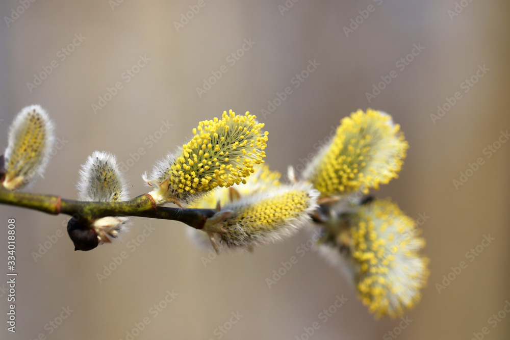 Pussy willow flowers on the branch, blooming verba in spring forest on blue sky background. Palm Sunday symbol, yellow catkins in sunny day Pussy willow flowers on the branch, blooming verba in spring forest on blue sky background. Palm Sunday symbol, yellow catkins in sunny day