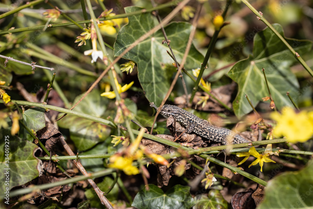 The lizard is hiding in the grass. The lizard is hiding in the grass.