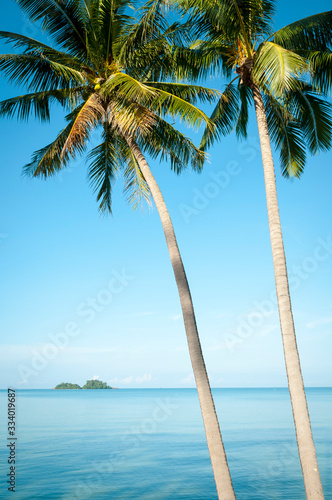 Slender palm trees towering over vibrant tropical seas