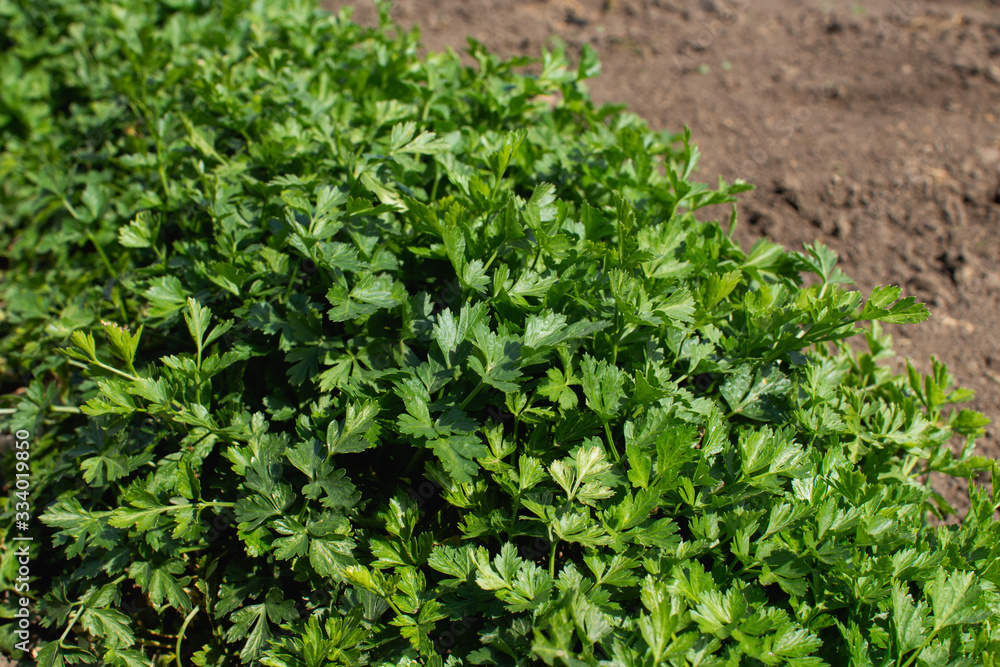 Bush of fresh parsley in the ground, top view closeup with copy space Bush of fresh parsley in the ground, top view closeup with copy space