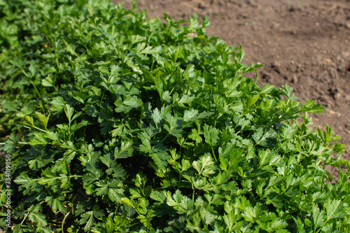Bush of fresh parsley in the ground, top view closeup with copy space