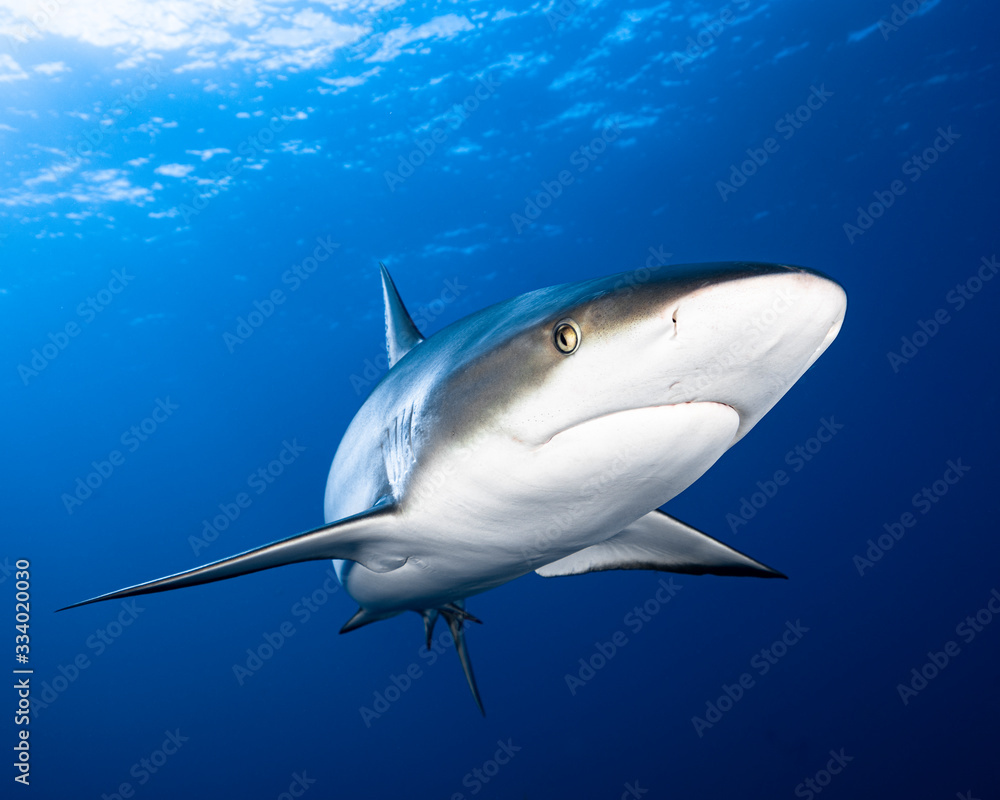 Fototapeta premium Reef Shark Swimming Close Up