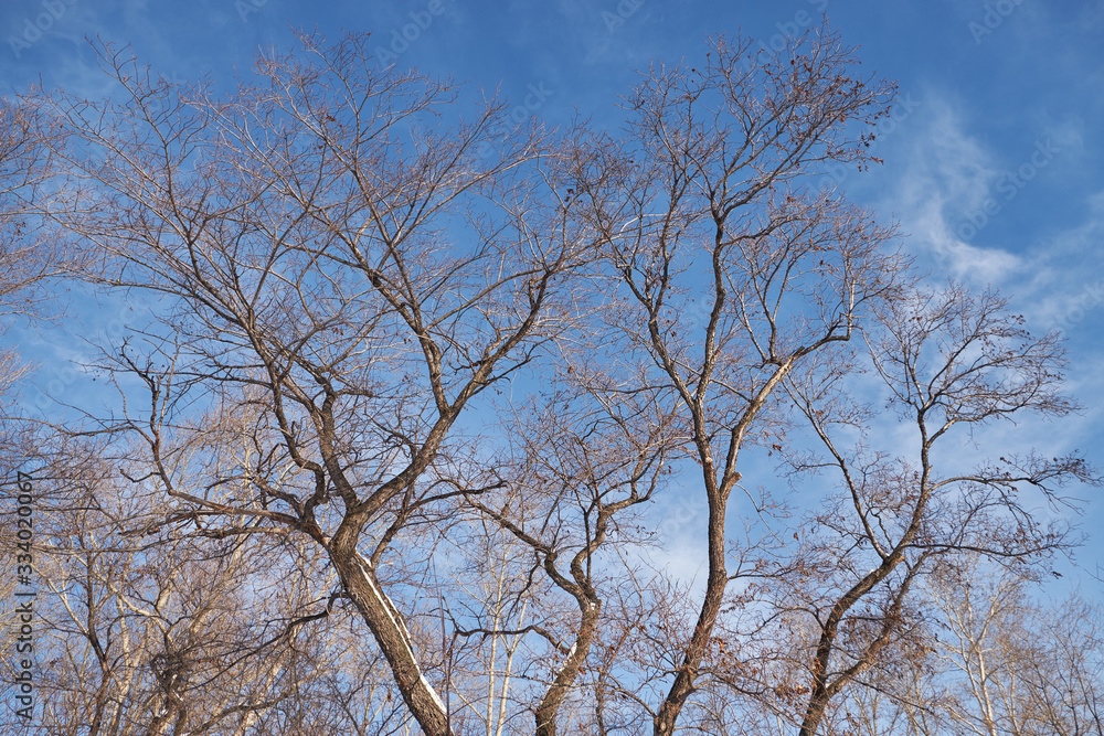 blue sky and winter tree blue sky and winter tree