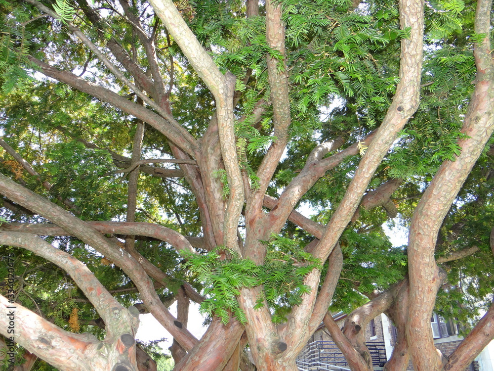 Tree with Branches, Belle Isle Park, Michigan Tree with Branches, Belle Isle Park, Michigan