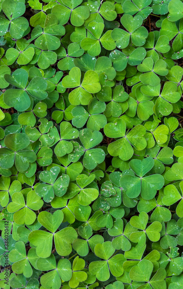 Green clover as a nature background, with rain drops, St. Patrick’s day holiday Green clover as a nature background, with rain drops, St. Patrick’s day holiday
