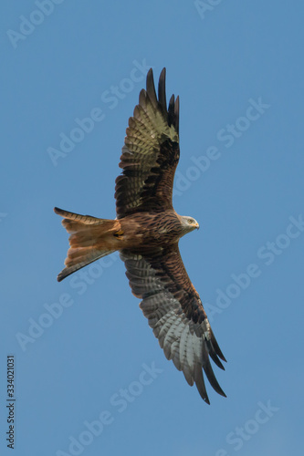Red kite in flight on a sunny day