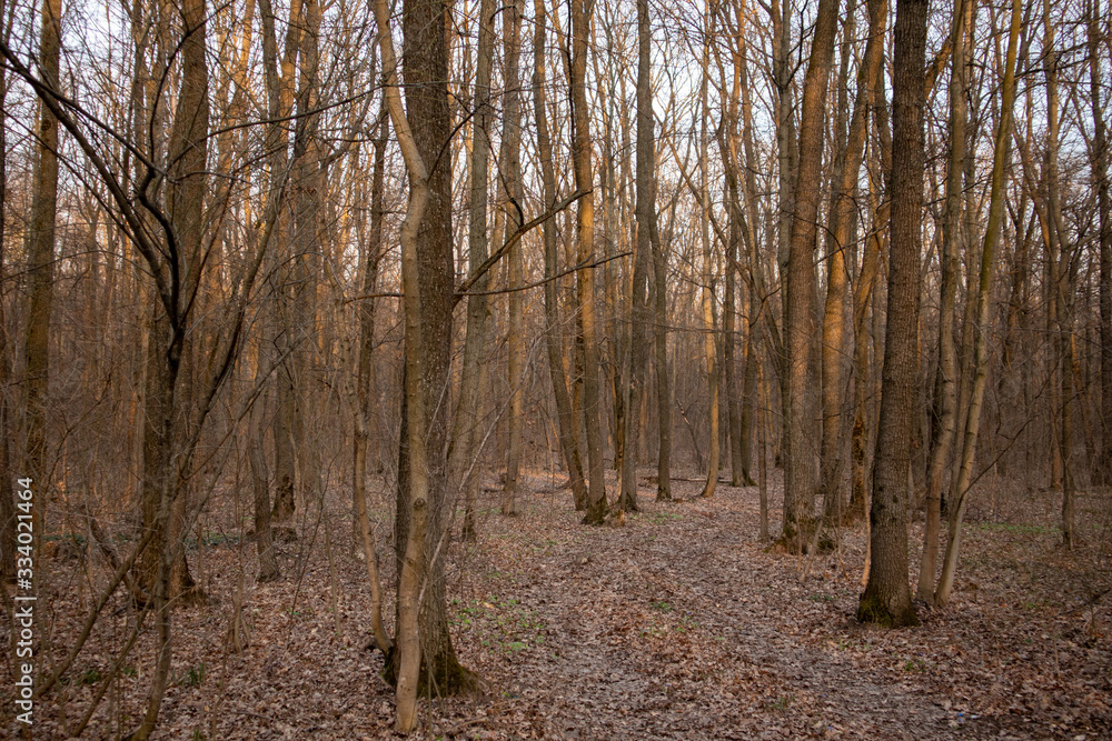 Obraz premium Spring in the forest. A lot of trees. Nature background. 