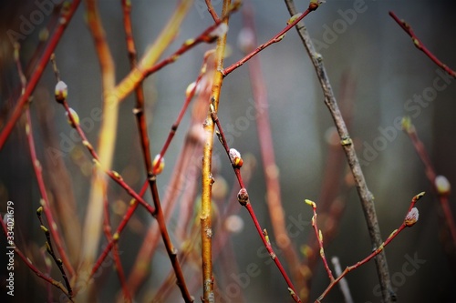 Otree, nature, branch, spring