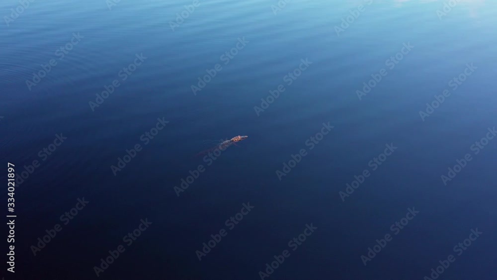 Alligator floating in middle of blue water 4k Alligator floating in middle of blue water 4k