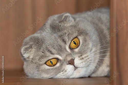 The Scottish Fold cat put his head on the floor and is sad.