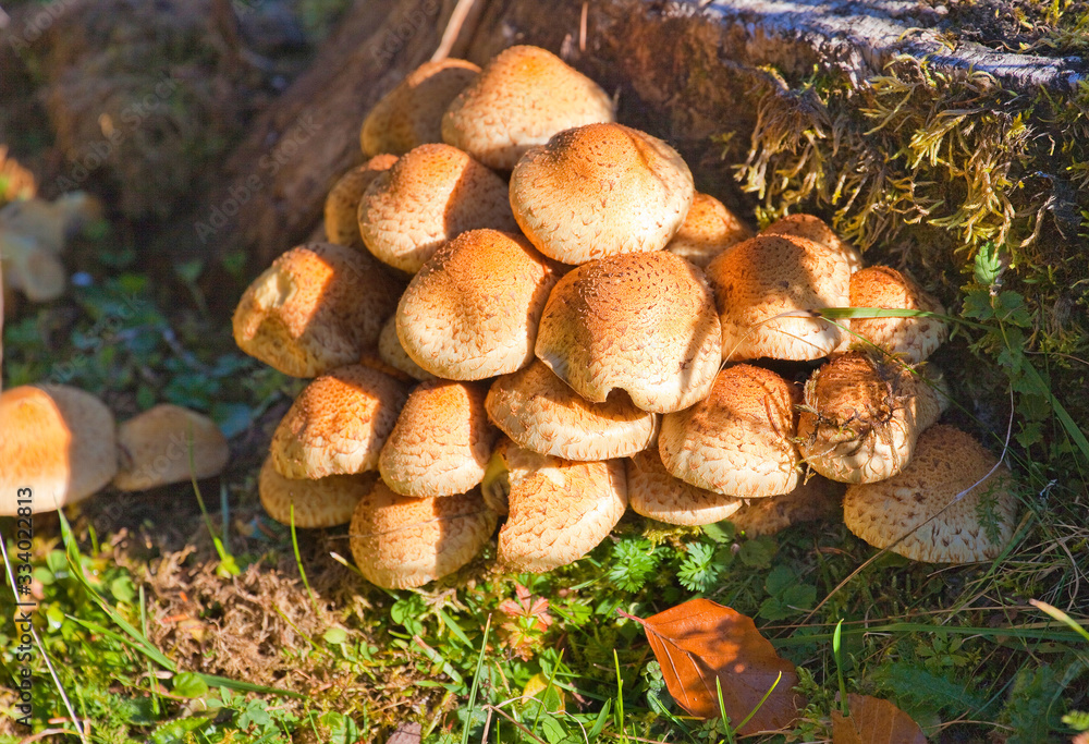 Pilze und Schwammerl in österreichischen Wäldern Pilze und Schwammerl in österreichischen Wäldern