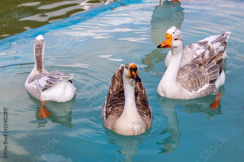 Goose swimming in the pool in zoo