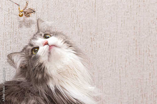 Photography Fluffy cat with a very long coat looks up at the toy.