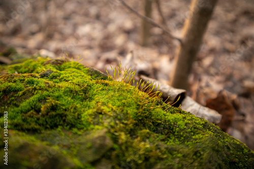 Fallen leaves in the forest. Moss on the stone. Beautiful nature. Macro.