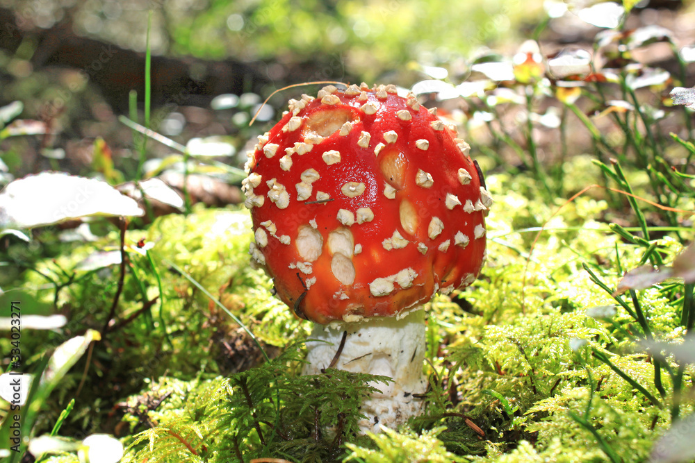 Pilze und Schwammerl in österreichischen Wäldern Pilze und Schwammerl in österreichischen Wäldern
