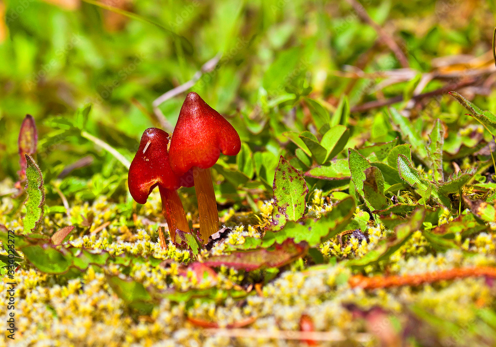 Pilze und Schwammerl in österreichischen Wäldern Pilze und Schwammerl in österreichischen Wäldern