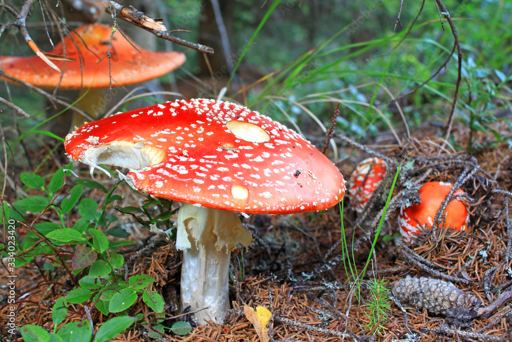 Pilze und Schwammerl in österreichischen Wäldern Pilze und Schwammerl in österreichischen Wäldern