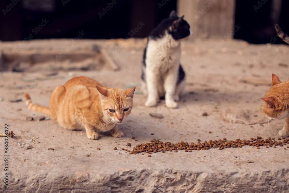A group of homeless cats on the street. Pet protection concept