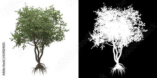 Left view of tree (Clusia Rosea) png with alpha channel to cutout made with 3D render