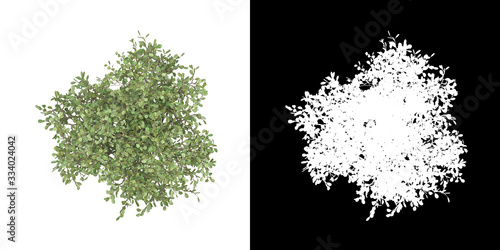 Top view of tree (Clusia Rosea) png with alpha channel to cutout made with 3D render