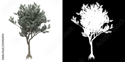 Left view of tree (Conocarpus Erectus) png with alpha channel to cutout made with 3D render