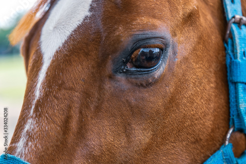 Detalhe dos olhos de um cavalo de cor alaz  o  da ra  a quarto de milha.
